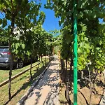 Arapovic, Malosevici 56 * Buna